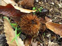 Castagne in Maremma