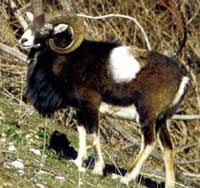 La faune de la Maremme en Toscane